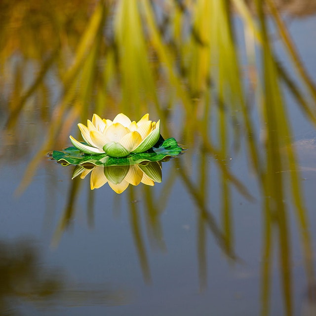 Künstliche Pflanzen