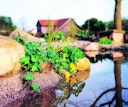 Vorschaubild Steinfolie sand - feste Größe