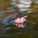 Vorschaubild Künstliche Seerosen, 18cm, rosa (001122-00)